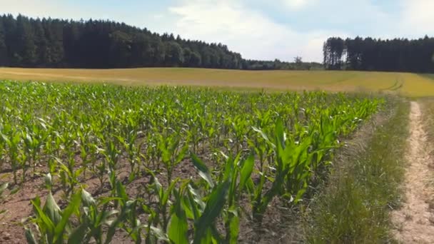 Молодые Зеленые Кукурузные Растения Сельскохозяйственных Угодьях Германии Баварской Области Зеленая — стоковое видео