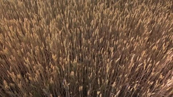 ドイツ バイエルン州の農場で日没する若い小麦とフィールド 農業シーン 穀物作物の苗の有機栽培 ヨーロッパにおける小麦の農業と生産 グレイン製品 — ストック動画
