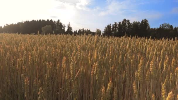 Αγροτεμάχιο Νεανικό Σιτάρι Κατά Δύση Του Ηλίου Αγροκτήματα Βαυαρία Γερμανία — Αρχείο Βίντεο