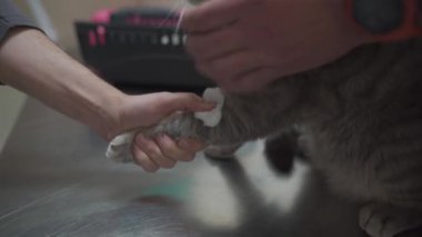 Veteriner tıbbı. Veteriner virüs ve enfeksiyon için kediden kan alıyor. Veteriner, Kitty Paw 'dan analiz için kan alıyor. Sahibi hayvanı tutuyor ve doktor hayvan kliniğinden kan topluyor.. 