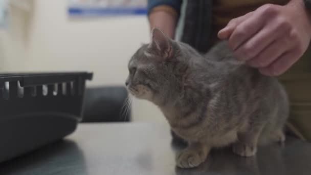 脳卒中で猫の所有者と獣医クリニックで動物医師のテーブルの上で検討される前に彼をなだめる 医者の診察中にペットを抱きかかえて慰める男 — ストック動画