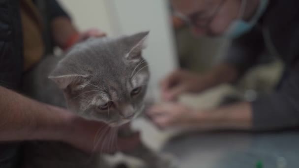 Állatgondozás Állatorvosnál Vérmintát Veszünk Szürke Skót Egyenes Fülű Macskától Fecskendővel — Stock videók