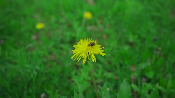 Honingbij Verzamelt Stuifmeel Van Gele Paardenbloem Weide Honingbij Verzamelen Nectar — Stockvideo