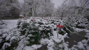 Yılbaşı ağaçları Almanya 'da kar yağışında Noel pazarında satılıktır. Alman Noel pazarında indirimde olan Noel ağaçları. Avrupa 'da Yeni Yıl' ın ana sembolünü yerel çiftçi pazarından satın almak. 