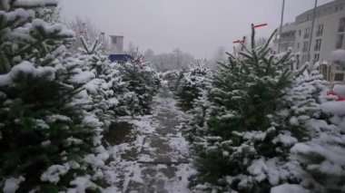 Sıralar, Almanya 'nın Münih şehrinde karlı havada Noel ve Yeni Yıl arifesinde kar kürkleriyle kaplıydı. Kar yağarken Alman çiftçi pazarında Noel ağacı satmak. Evi süsleyecek kozalaklı ağaçlar.. 