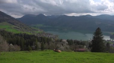 Bavyera Almanya 'sında yeşil çayırlarda otlayan ineklerle birlikte dağ ve göl manzarası. Schliersee Gölü ve otlağı. Deutschland 'daki güzel dağların arka planında sığırlar var. Bavyera Alpleri. Bergen 'de Kuhe. 