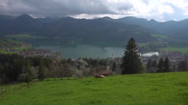 Bavyera Almanya 'sında yeşil çayırlarda otlayan ineklerle birlikte dağ ve göl manzarası. Schliersee Gölü ve otlağı. Deutschland 'daki güzel dağların arka planında sığırlar var. Bavyera Alpleri. Bergen 'de Kuhe. 