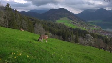 Bavyera Almanya 'sında yeşil çayırlarda otlayan ineklerle birlikte dağ ve göl manzarası. Schliersee Gölü ve otlağı. Deutschland 'daki güzel dağların arka planında sığırlar var. Bavyera Alpleri. Bergen 'de Kuhe. 