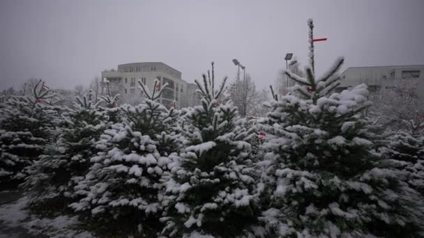 Árvores Natal Venda Mercado Natal Queda Neve Alemanha Árvores Natal — Vídeo de Stock