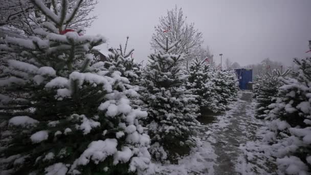 Weihnachtsbäume Auf Dem Weihnachtsmarkt Deutschland Schneefall Weihnachtsbäume Auf Deutschen Weihnachtsmärkten — Stockvideo