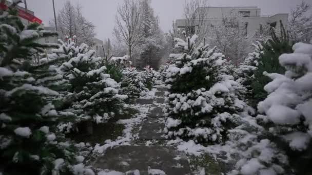 Yerel Pazar Münih Almanya Kar Yağışında Noel Ağaçları Satıyor Alman — Stok video
