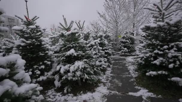 クリスマスと大晦日の雪の毛皮の木に覆われた行は ミュンヘン ドイツの雪の天気でフェア 雪の中でドイツの農家市場でクリスマスツリーを販売 家を飾るために荷送人のフェア — ストック動画