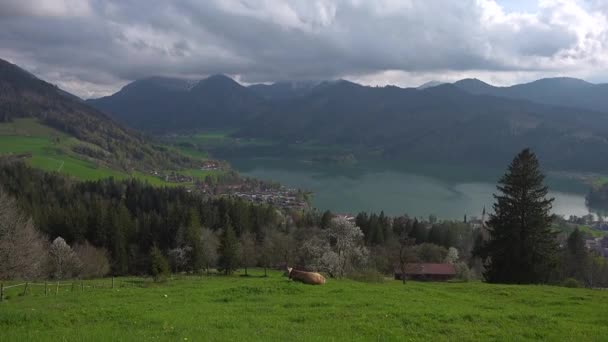 Berg Und Seeblick Mit Grasenden Kühen Auf Einer Grünen Wiese — Stockvideo
