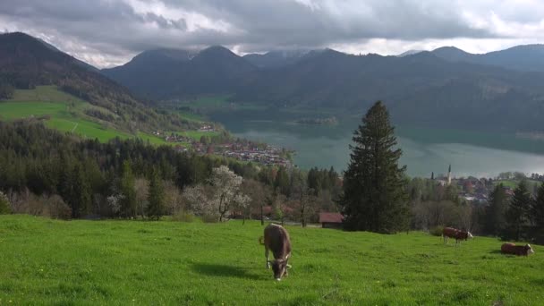 バイエルン ドイツの緑の牧草地に牛を放牧する山と湖の景色 ドイツの美しい山々を背景に シリアス湖と牧草地 バイエルンアルプス ベルゲン クーヘ — ストック動画