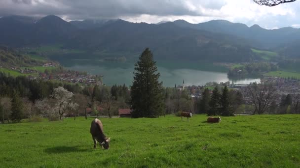 在德国巴伐利亚的绿地上放牧牛的山地和湖景 在德国美丽的群山的背景下 施莱西湖畔和草地上都有牛 巴伐利亚阿尔卑斯山卑尔根的库赫 — 图库视频影像