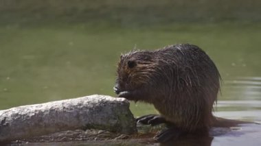 Güneşli havalarda havuz kenarında yetişkin fındıkları yıkanır. Miyocastor coypus patilerini suyla yıkıyor. Su sıçanı, hindiba ya da misk faresi ağzını gölde yıkıyor. Coypu, kemirgen familyasından bir memeli.. 