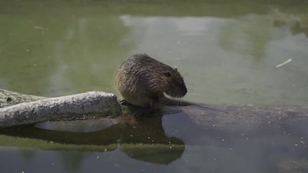 大人のナトリアは晴れた天候で池の近くで洗います マイオカスターのコーパスは水で足を洗う ウォーターラット ナトリア またはムスリムは湖でその口を洗います コウプはロデントファミリーの哺乳類です — ストック動画