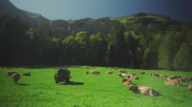 Almanya 'nın Bavyera bölgesindeki bir Alp çayırında inekler otluyor. Bavyera Alplerinde otlayan ineklerin manzarası. Bayern Deutschland 'da tarım, çiftlik hayvanları ve tarım. 