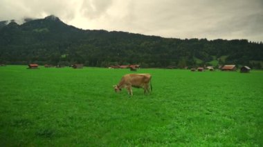 Almanya 'nın Bavyera bölgesindeki bir Alp çayırında inekler otluyor. Bavyera Alplerinde otlayan ineklerin manzarası. Bayern Deutschland 'da tarım, çiftlik hayvanları ve tarım. 