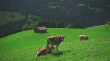 Almanya 'nın Bavyera bölgesindeki bir Alp çayırında inekler otluyor. Bavyera Alplerinde otlayan ineklerin manzarası. Bayern Deutschland 'da tarım, çiftlik hayvanları ve tarım. 