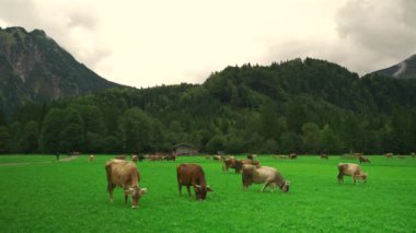Almanya 'nın Bavyera bölgesindeki bir Alp çayırında inekler otluyor. Bavyera Alplerinde otlayan ineklerin manzarası. Bayern Deutschland 'da tarım, çiftlik hayvanları ve tarım. 