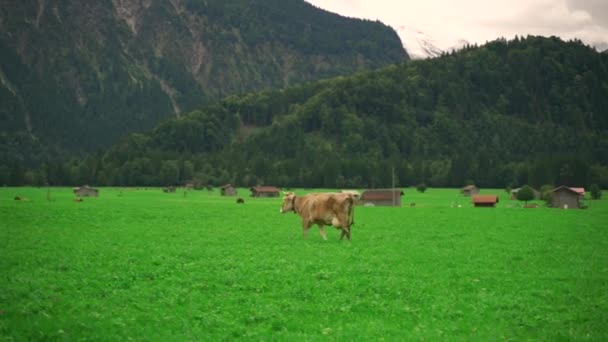 德国巴伐利亚地区高山草原上的奶牛在高空放牧 在巴伐利亚阿尔卑斯山的高山牧场上吃草的奶牛的场景 Bayern Deutschland的耕作 畜牧和农业 — 图库视频影像