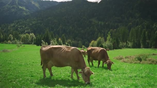Lehmät Laiduntavat Korkealla Alppiniityllä Saksassa Baijerin Alueella Näkymä Baijerin Alppilaitumella — kuvapankkivideo