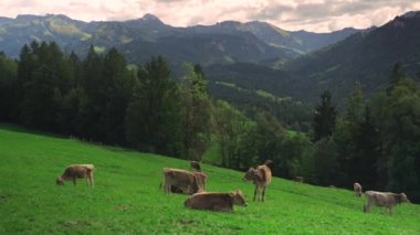 Almanya 'nın Bavyera bölgesindeki bir Alp çayırında inekler otluyor. Bavyera Alplerinde otlayan ineklerin manzarası. Bayern Deutschland 'da tarım, çiftlik hayvanları ve tarım. 