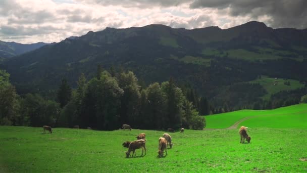 Vacas Pastando Altitud Prado Alpino Alemania Región Baviera Vista Panorámica — Vídeo de stock