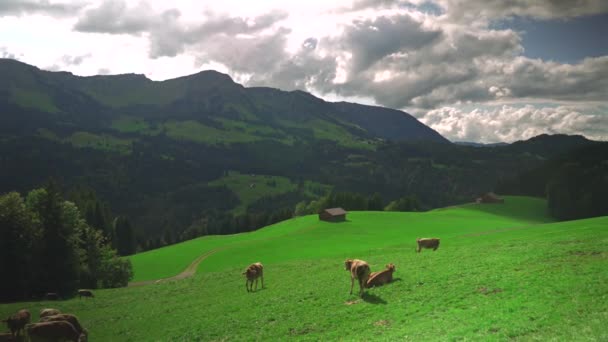 Almanya Nın Bavyera Bölgesindeki Bir Alp Çayırında Inekler Otluyor Bavyera — Stok video