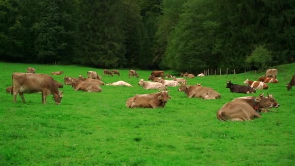 Vaches Broutant Altitude Sur Pré Alpin Allemagne Région Bavière Vue — Video