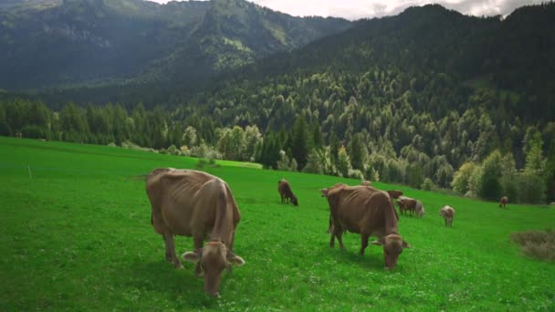 Коровы Пасутся Высоте Альпийском Лугу Германии Районе Баварии Сценический Вид — стоковое видео