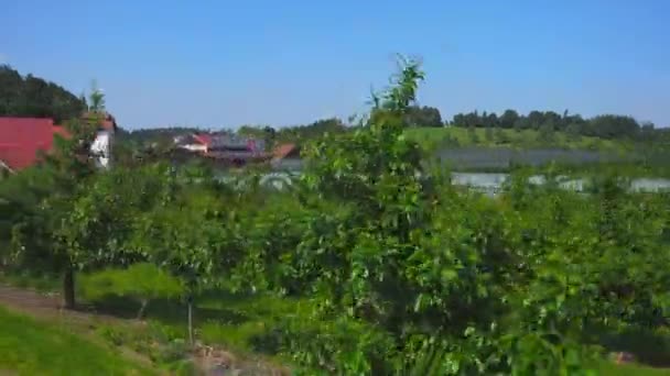 Фермери Вирощують Виноградні Поля Сонячну Літню Погоду Регіоні Бодензее Баварії Відеокліп