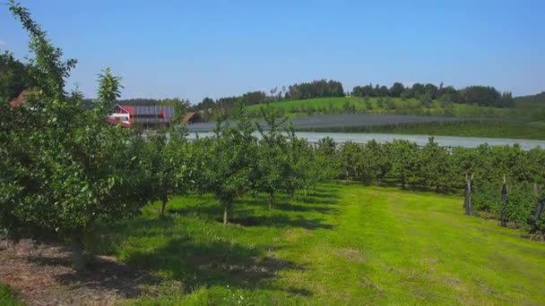 Campos Cultivo Uva Agricultores Clima Ensolarado Verão Região Bodensee Baviera — Vídeo de Stock