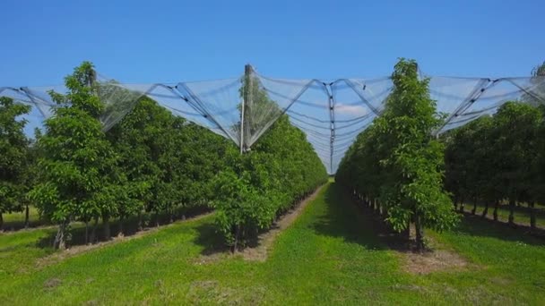 農民は ドイツのバイエルン州のヴァンデーゼ地方の晴れた夏の天候で畑を栽培しています バイオロジック トラベン オースティン ドイツ グレープはバイエルンで栽培されワイン醸造されています グレープ栽培地域 — ストック動画
