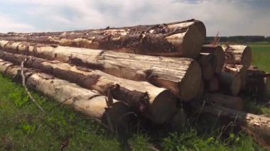 Odun, odun yığını, Yukarı Bavyera, Almanya. Devrilmiş kayın ağaçları, Fagus, kütükler. Yığınla Avrupa ladini. Çayırda odun yığdım. Çimlerin üzerindeki odun yığınları. Ağaç kesme, zımbalama kütükleri. 