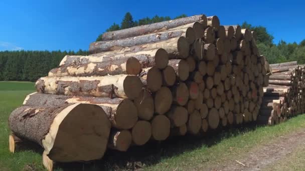 Klipp Ved Vedtrave Övre Bayern Tyskland Avverkade Bokträd Fagus Stockar — Stockvideo