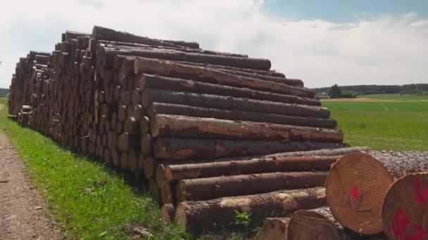 Odun Odun Yığını Yukarı Bavyera Almanya Devrilmiş Kayın Ağaçları Fagus — Stok video