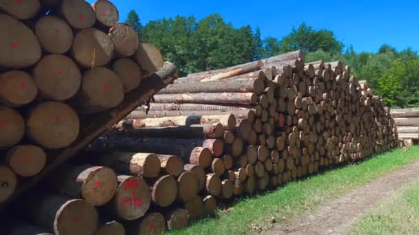 Drewno Cięte Stos Drewna Górna Bawaria Niemcy Upadłe Buki Fagus — Wideo stockowe