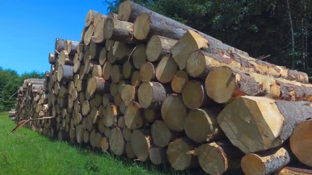 Hout Snijden Houtstapel Opper Beieren Duitsland Gevelde Beukenbomen Fagus Boomstammen — Stockvideo