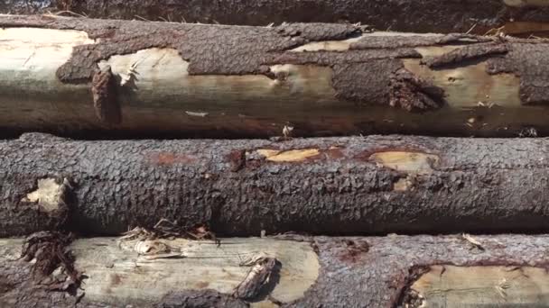 在德国上巴伐利亚的木柴 砍倒山毛榉 法古斯 原木塞满了欧洲云杉把柴堆在草地上 草上的木柴堆 钉木料 — 图库视频影像