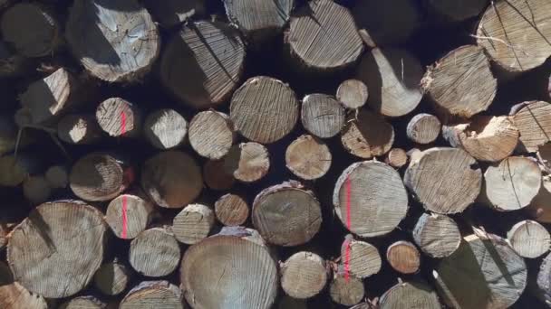 Vágott Farakás Felső Bajorország Németország Lezuhant Bükkfa Fagus Rönk Egy — Stock videók