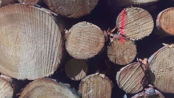 在德国上巴伐利亚的木柴 砍倒山毛榉 法古斯 原木塞满了欧洲云杉把柴堆在草地上 草上的木柴堆 钉木料 — 图库视频影像
