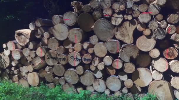 Potong Kayu Tumpukan Kayu Upper Bavaria Jerman Aku Merasakan Pohon — Stok Video