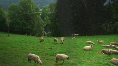 Almanya 'nın Bavyera bölgesindeki Oberaudorf kasabası yakınlarında yeşil çayırlarda otlayan koyun sürüsü. Otlakta koyunlar birbirine sarılır. Almanya 'da çiftlik hayvanları yetiştirme teması. 