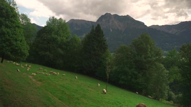 Rebanho Ovelhas Pastando Prado Verde Nas Montanhas Região Baviera Alemanha — Vídeo de Stock
