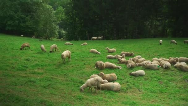 Rebanho Ovelhas Pastando Prado Verde Nas Montanhas Região Baviera Alemanha — Vídeo de Stock