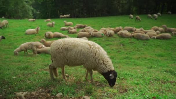 オベラドルフの町近くのドイツのバイエルン地方の山の緑の牧草地に羊の群れ 羊は牧場で互いに抱き合っている ドイツの家畜農業のテーマ — ストック動画