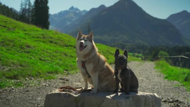 フランスのブルドッグとハスキーの品種の2匹の犬は 晴れた天候でドイツの山の背景に対して岩の上に座っています 動物とのハイキングやトレッキングがテーマです 犬とのアクティブな休日 — ストック動画