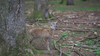 Ormanda küçük bir geyik. Ormandaki bebek geyik. Orman bölgesinde küçük bir yumurta. Ormanlık bir parkta Roe çocuğu. Doğal ortamlarında vahşi bir hayvan. Odocoileus virginianus. Cervidae. Hirsche. 